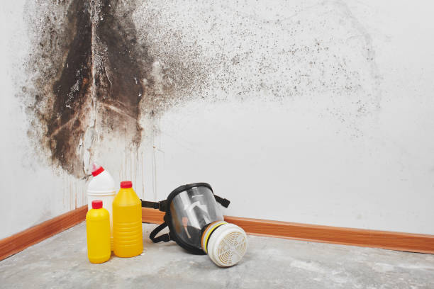 Best Local Mold Removal Service  in Florham Park, NJ