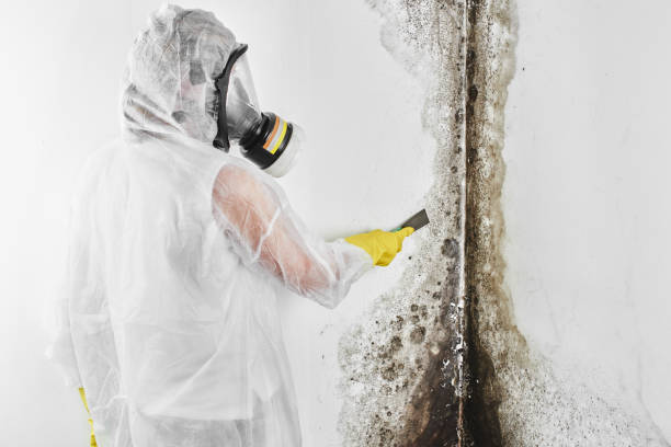 Best Best Mold Removal Companies  in Florham Park, NJ