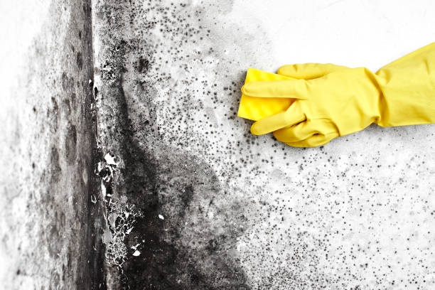 Certified Mold Removal in Florham Park, NJ