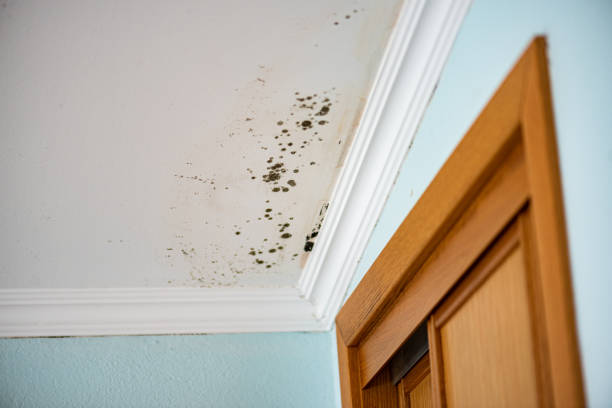 Best Local Mold Removal Service  in Florham Park, NJ