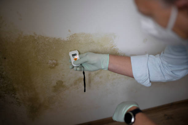 Professional Mold Removal in Florham Park, NJ