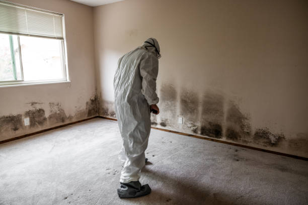 Best Mold Remediation  in Florham Park, NJ