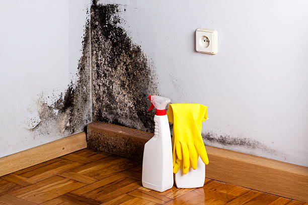 Best Mold Removal Near Me  in Florham Park, NJ