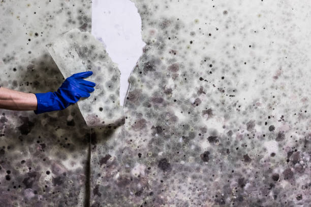 Best Professional Mold Removal  in Florham Park, NJ